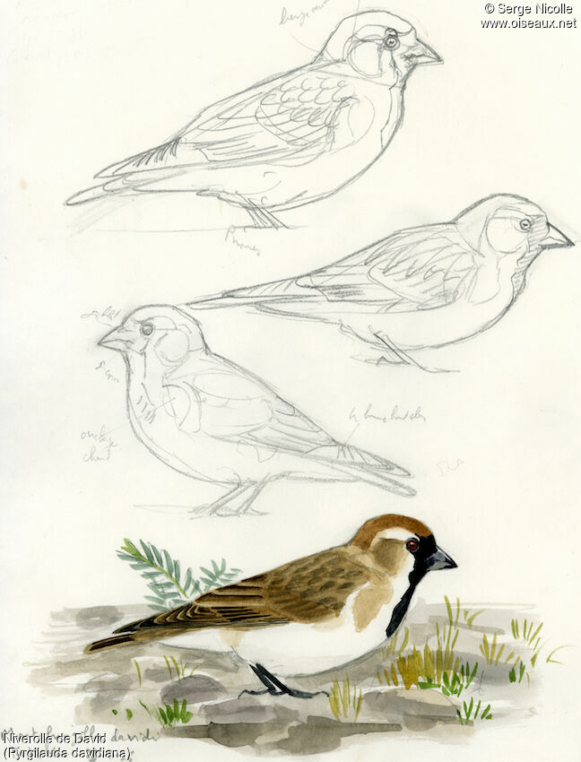 Pere David's Snowfinch, identification