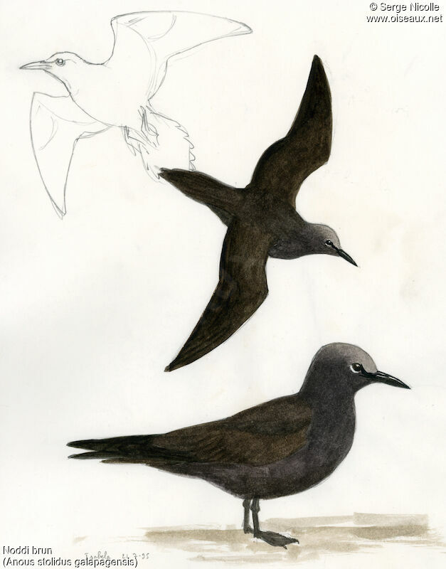 Brown Noddy, identification