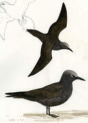 Brown Noddy