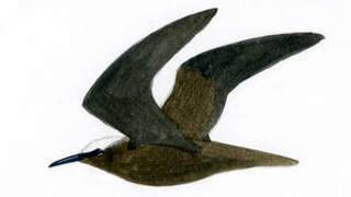 Black Noddy