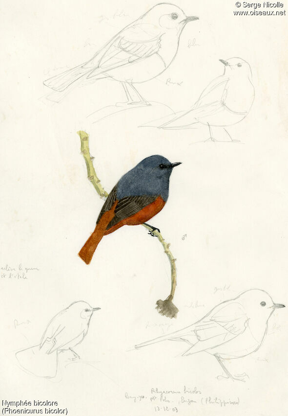 Luzon Water Redstart, identification