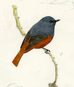 Luzon Water Redstart