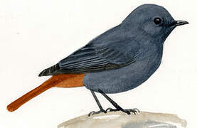 Plumbeous Water Redstart