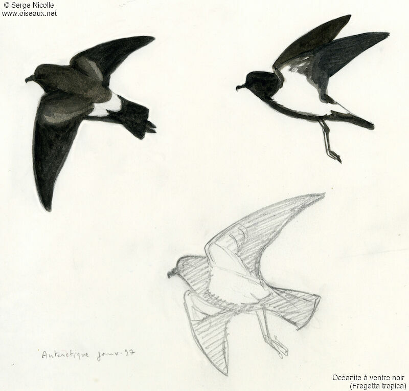 Black-bellied Storm Petrel, identification