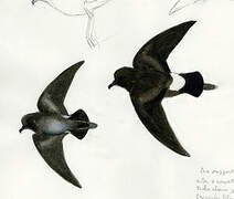 Elliot's Storm Petrel