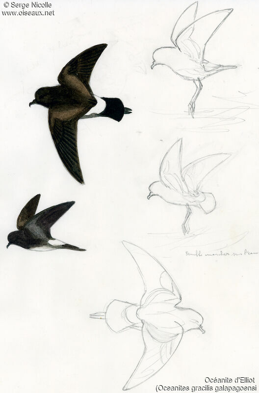 Elliot's Storm Petrel, identification