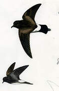 Elliot's Storm Petrel