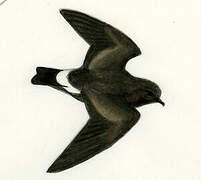 Band-rumped Storm Petrel