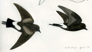 Wilson's Storm Petrel