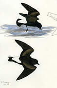 Wedge-rumped Storm Petrel