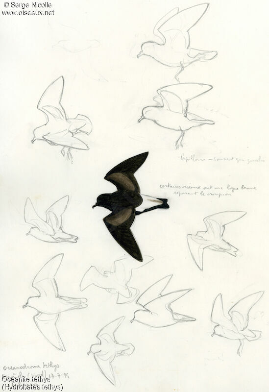 Wedge-rumped Storm Petrel, identification