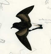 Wedge-rumped Storm Petrel