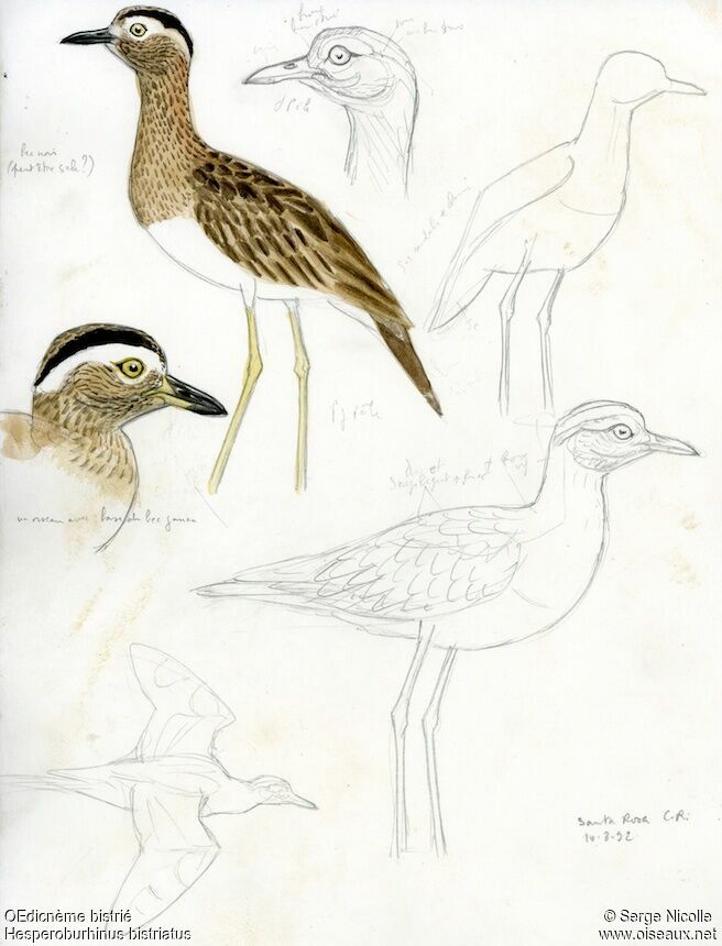 Double-striped Thick-knee, identification