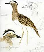 Double-striped Thick-knee