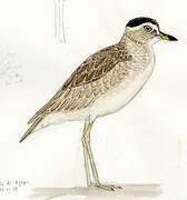 Peruvian Thick-knee