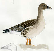 Tundra Bean Goose