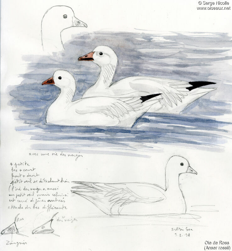 Oie de Ross, identification
