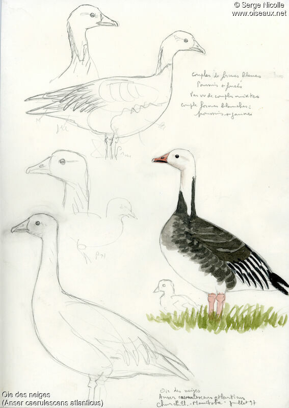 Snow Goose, identification
