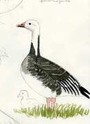 Snow Goose