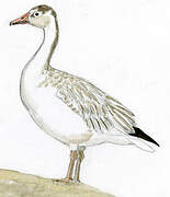 Snow Goose