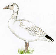 Snow Goose