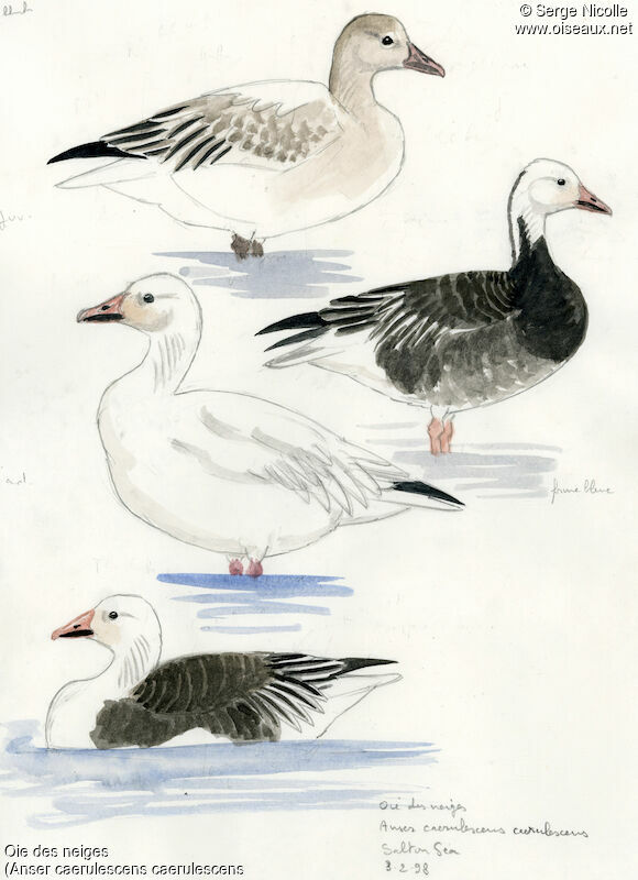 Snow Goose, identification