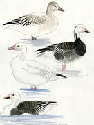 Snow Goose