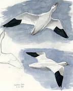 Snow Goose