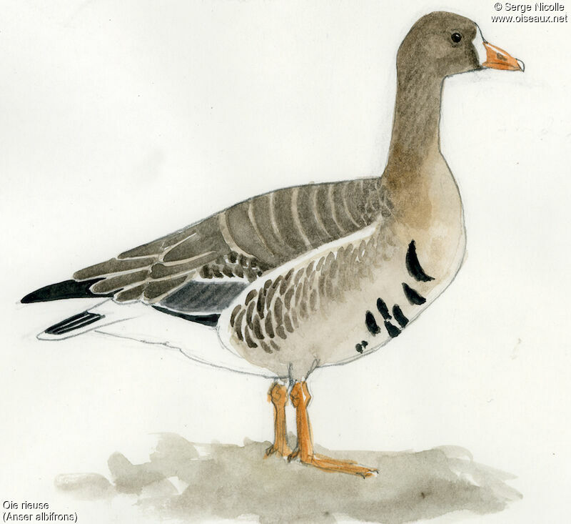 Greater White-fronted Goose, identification