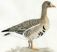 Greater White-fronted Goose