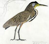 Bare-throated Tiger Heron