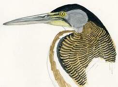 Bare-throated Tiger Heron