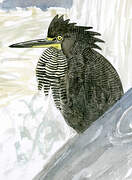 Fasciated Tiger Heron