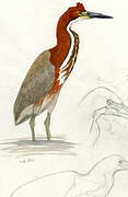 Rufescent Tiger Heron