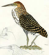 Rufescent Tiger Heron