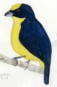 Thick-billed Euphonia