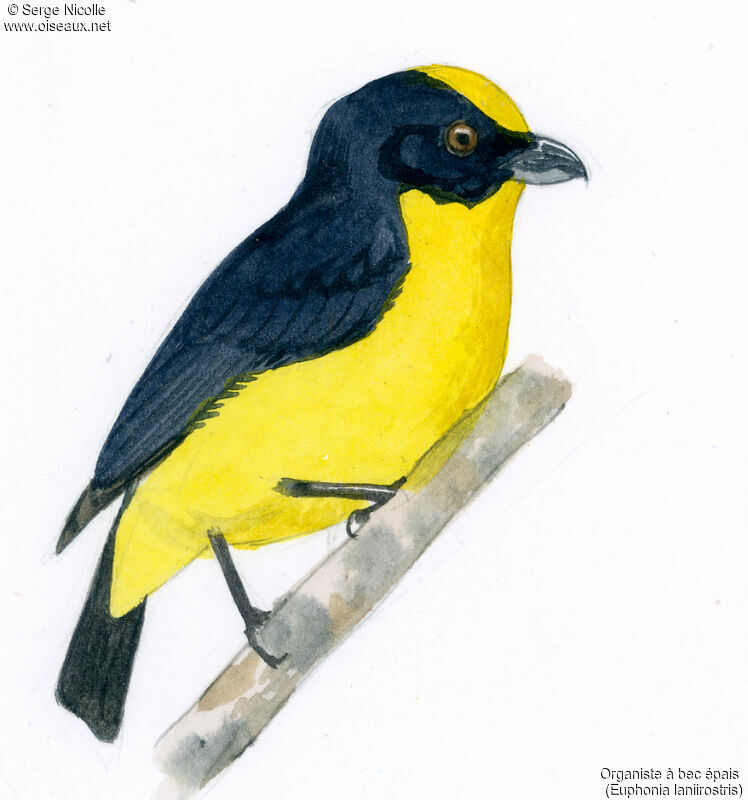 Thick-billed Euphonia, identification