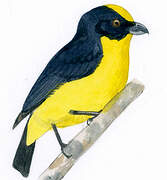 Thick-billed Euphonia