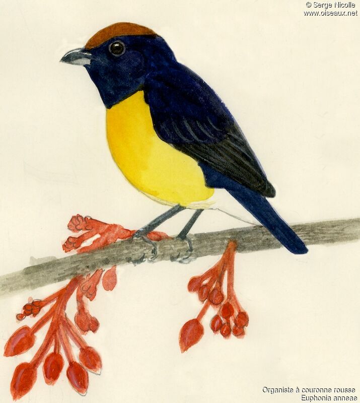 Tawny-capped Euphonia male, identification
