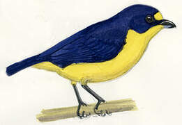 Yellow-throated Euphonia