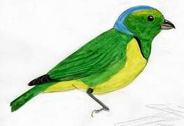 Golden-browed Chlorophonia