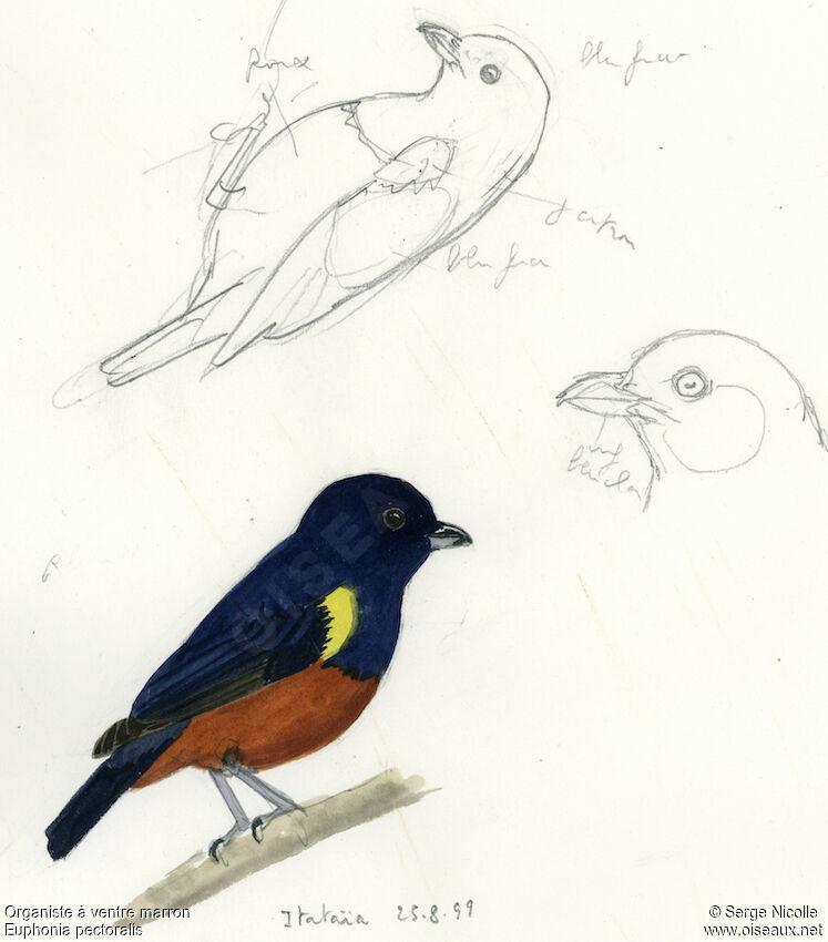 Chestnut-bellied Euphonia, identification