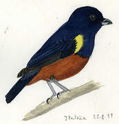 Chestnut-bellied Euphonia