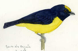 Orange-bellied Euphonia