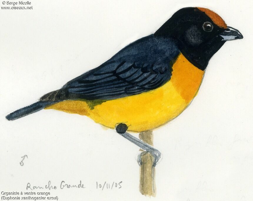 Orange-bellied Euphonia, identification