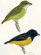 Rufous-bellied Euphonia