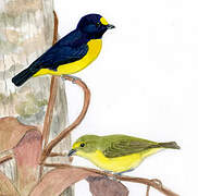 Purple-throated Euphonia