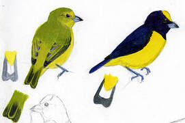 Purple-throated Euphonia