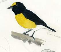 White-vented Euphonia