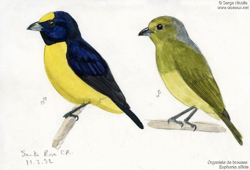 Scrub Euphonia , identification